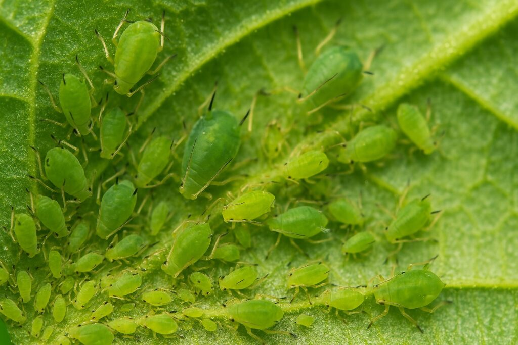 Close-up macro de pulgões verdes em diferentes estágios de desenvolvimento agrupados na parte inferior de uma folha.
