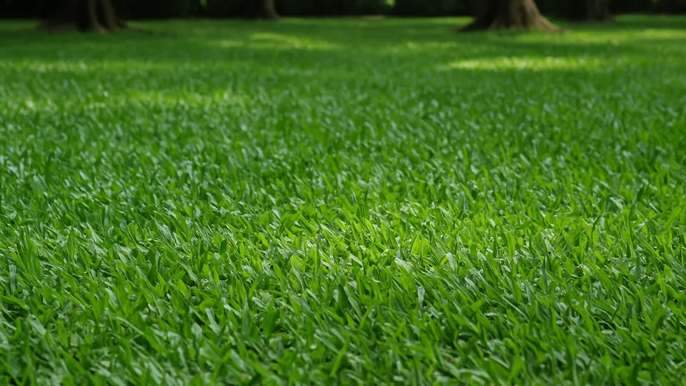 Gramado de grama São Carlos em um jardim sombreado por árvores, com folhas largas e cor verde-médio, adaptado a locais com pouca luz solar direta.